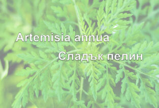 Сладък пелин – Artemisia annua